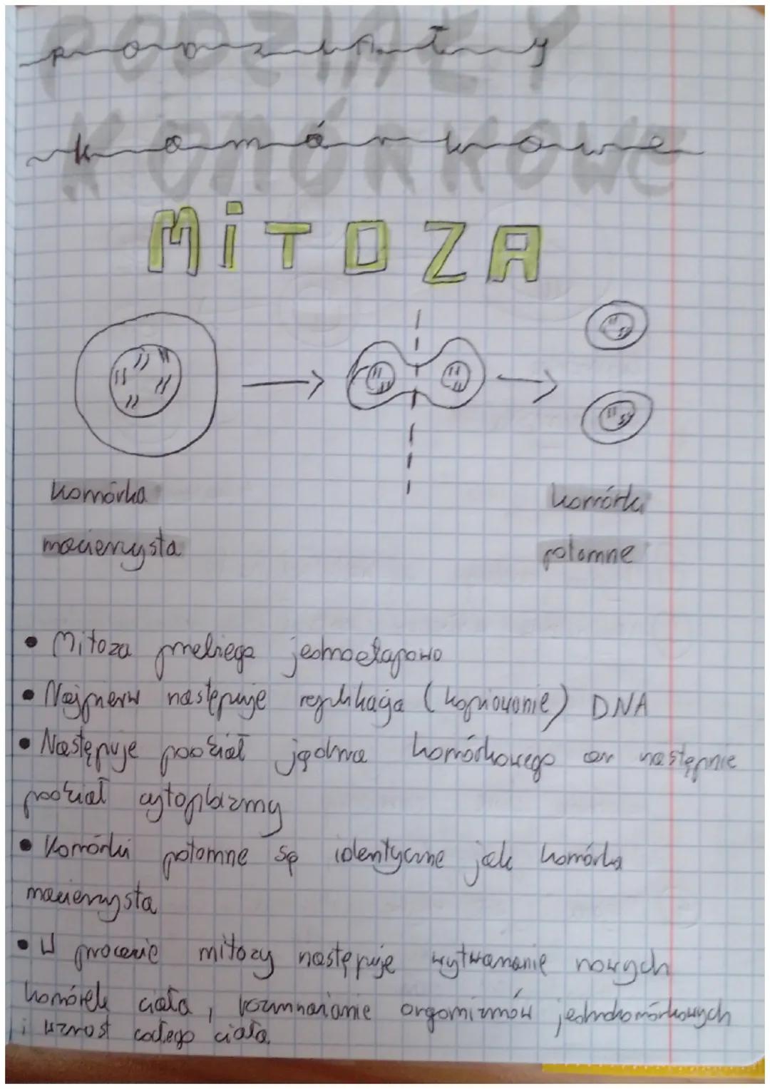 اس کا ایک مجم سمت
سے بہرہ منصہ رہا۔ مسلم ستغیبت اللہ
erm
MITOZA
@XO
Di
11
})
(1)
komórka
macierzysta
S
komórk
potomne
Mitoza prebiega jednoe