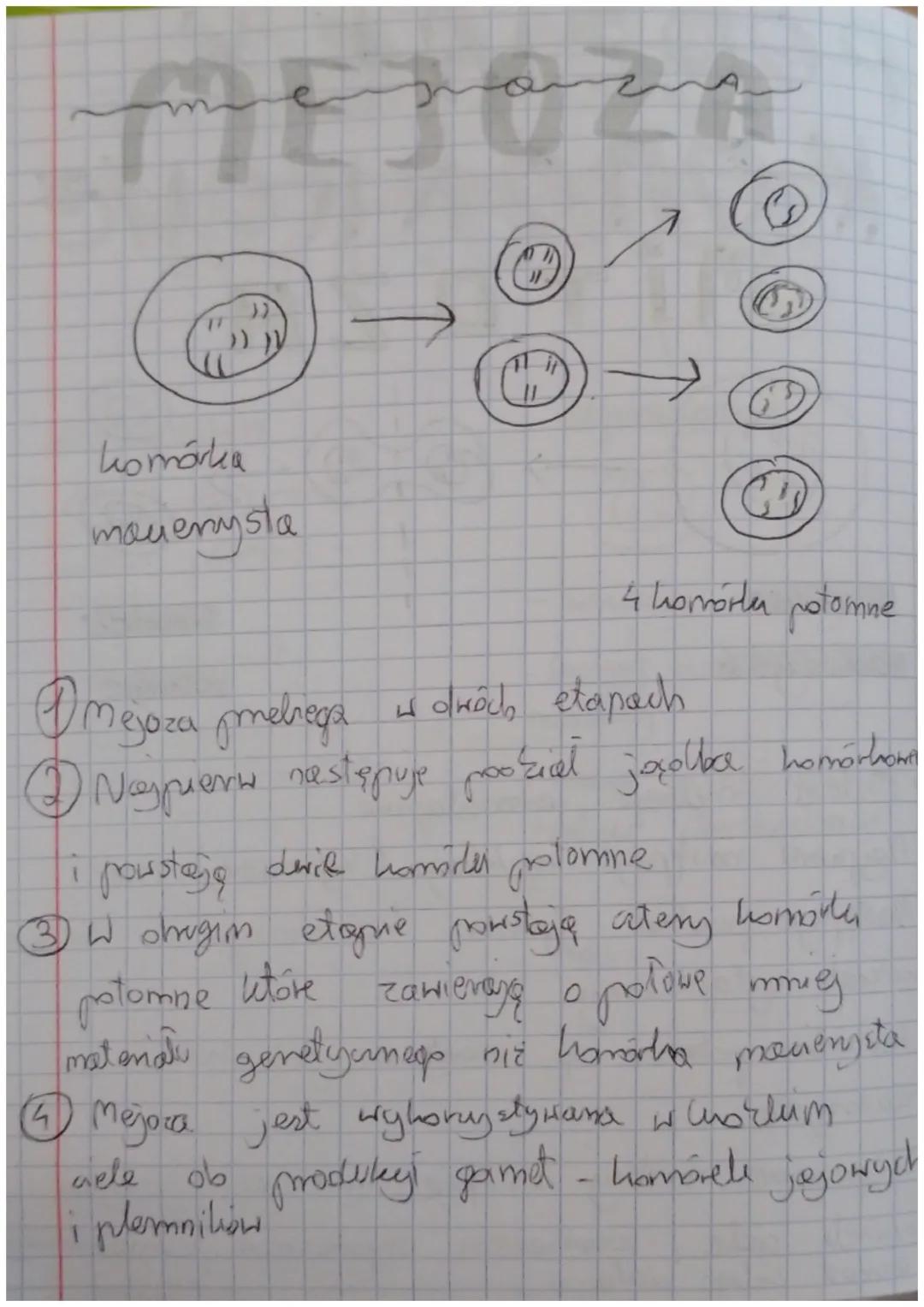 اس کا ایک مجم سمت
سے بہرہ منصہ رہا۔ مسلم ستغیبت اللہ
erm
MITOZA
@XO
Di
11
})
(1)
komórka
macierzysta
S
komórk
potomne
Mitoza prebiega jednoe
