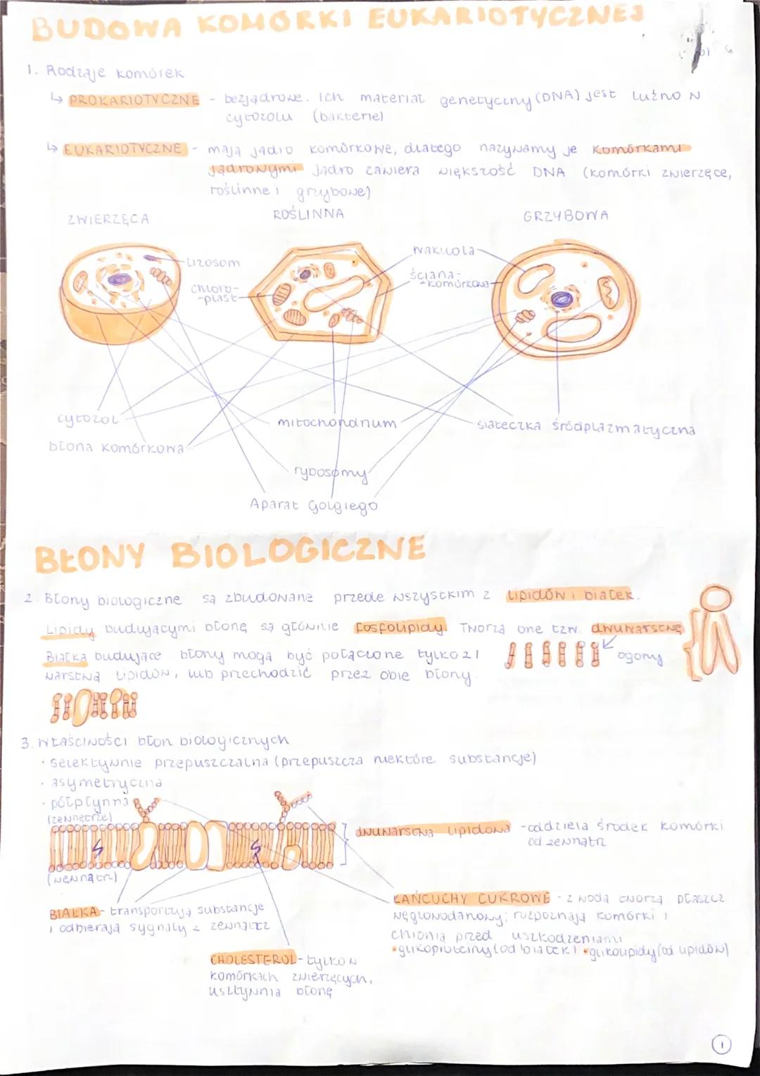 BUDOWA KOMORKI EUKARIOTYCZNES
1. Rodzaje komórek
PROKARIOTYCZNE - bezjądrowe. Ich material
cytozolu (bakterie)
ZWIERZĘCA
EUKARIDTYCZNE- maja