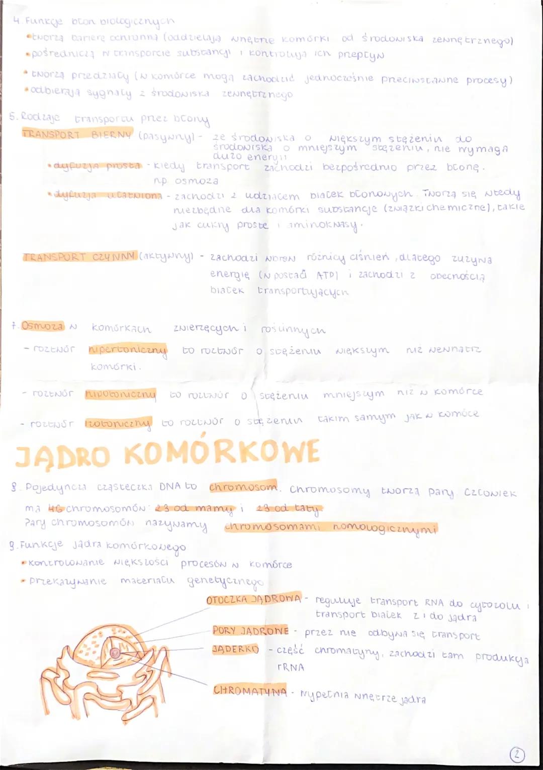 BUDOWA KOMORKI EUKARIOTYCZNES
1. Rodzaje komórek
PROKARIOTYCZNE - bezjądrowe. Ich material
cytozolu (bakterie)
ZWIERZĘCA
EUKARIDTYCZNE- maja