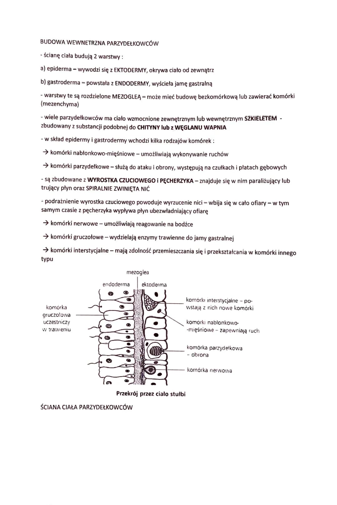 PARZYDEŁKOWCE - TKANKOWE ZWIERZĘTA DWUWARSTWOWE
- zwierzęta dwuwarstwowe o promienistej symetrii ciała
- swoją nazwę zawdzięczają KOMÓRKOM P
