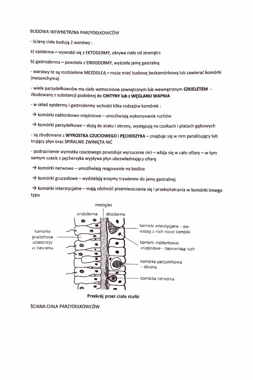 PARZYDEŁKOWCE - TKANKOWE ZWIERZĘTA DWUWARSTWOWE
- zwierzęta dwuwarstwowe o promienistej symetrii ciała
- swoją nazwę zawdzięczają KOMÓRKOM P