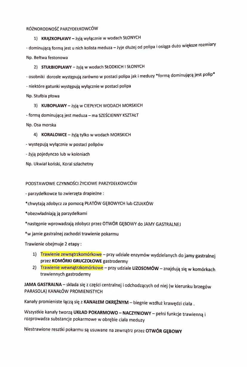 PARZYDEŁKOWCE - TKANKOWE ZWIERZĘTA DWUWARSTWOWE
- zwierzęta dwuwarstwowe o promienistej symetrii ciała
- swoją nazwę zawdzięczają KOMÓRKOM P