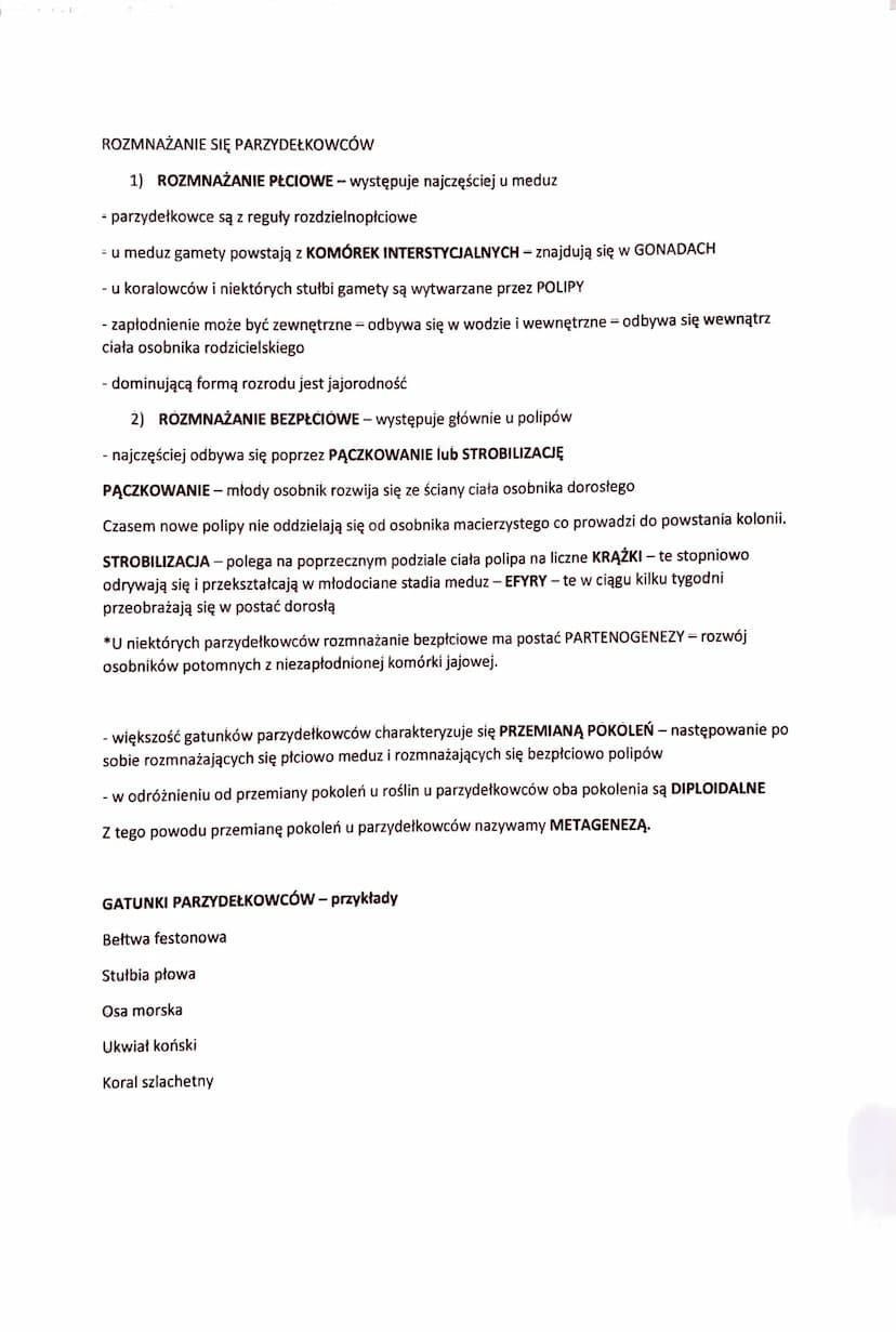 PARZYDEŁKOWCE - TKANKOWE ZWIERZĘTA DWUWARSTWOWE
- zwierzęta dwuwarstwowe o promienistej symetrii ciała
- swoją nazwę zawdzięczają KOMÓRKOM P