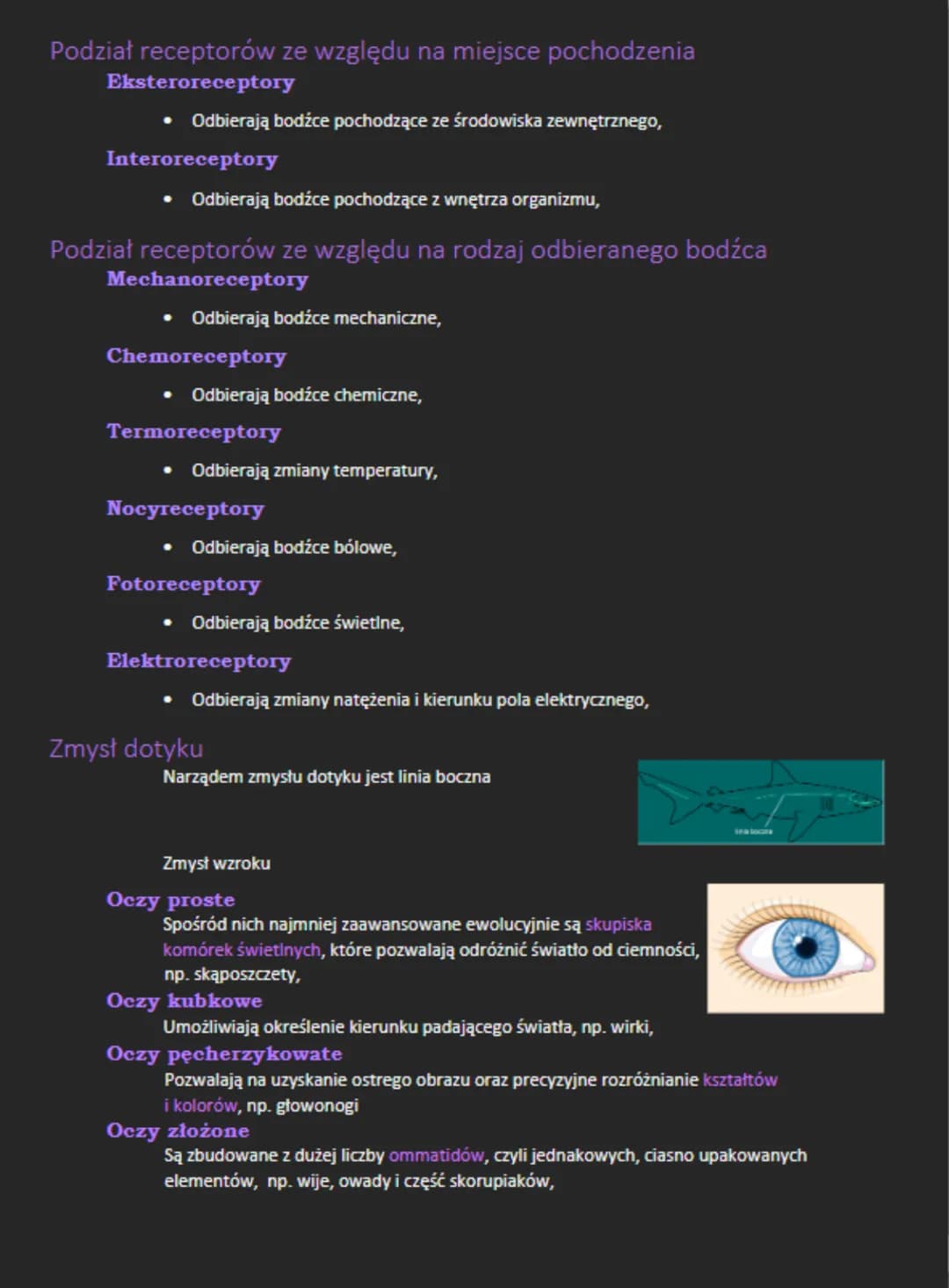 Podział receptorów ze względu na miejsce pochodzenia
Eksteroreceptory
• Odbierają bodźce pochodzące ze środowiska zewnętrznego,
Interorecept