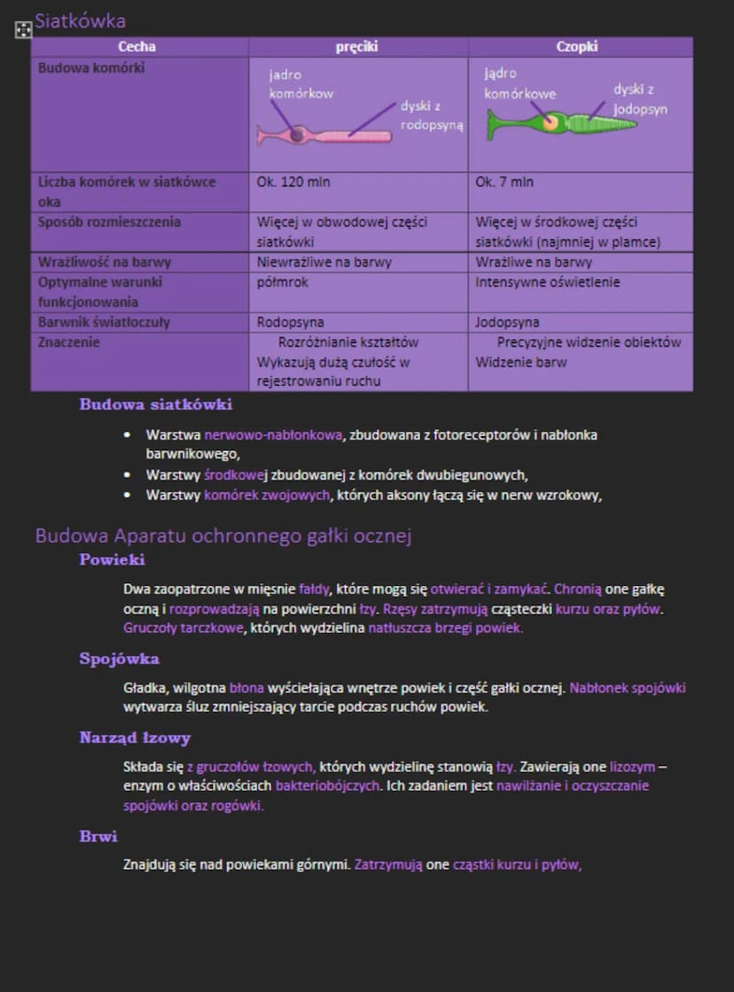 Podział receptorów ze względu na miejsce pochodzenia
Eksteroreceptory
• Odbierają bodźce pochodzące ze środowiska zewnętrznego,
Interorecept