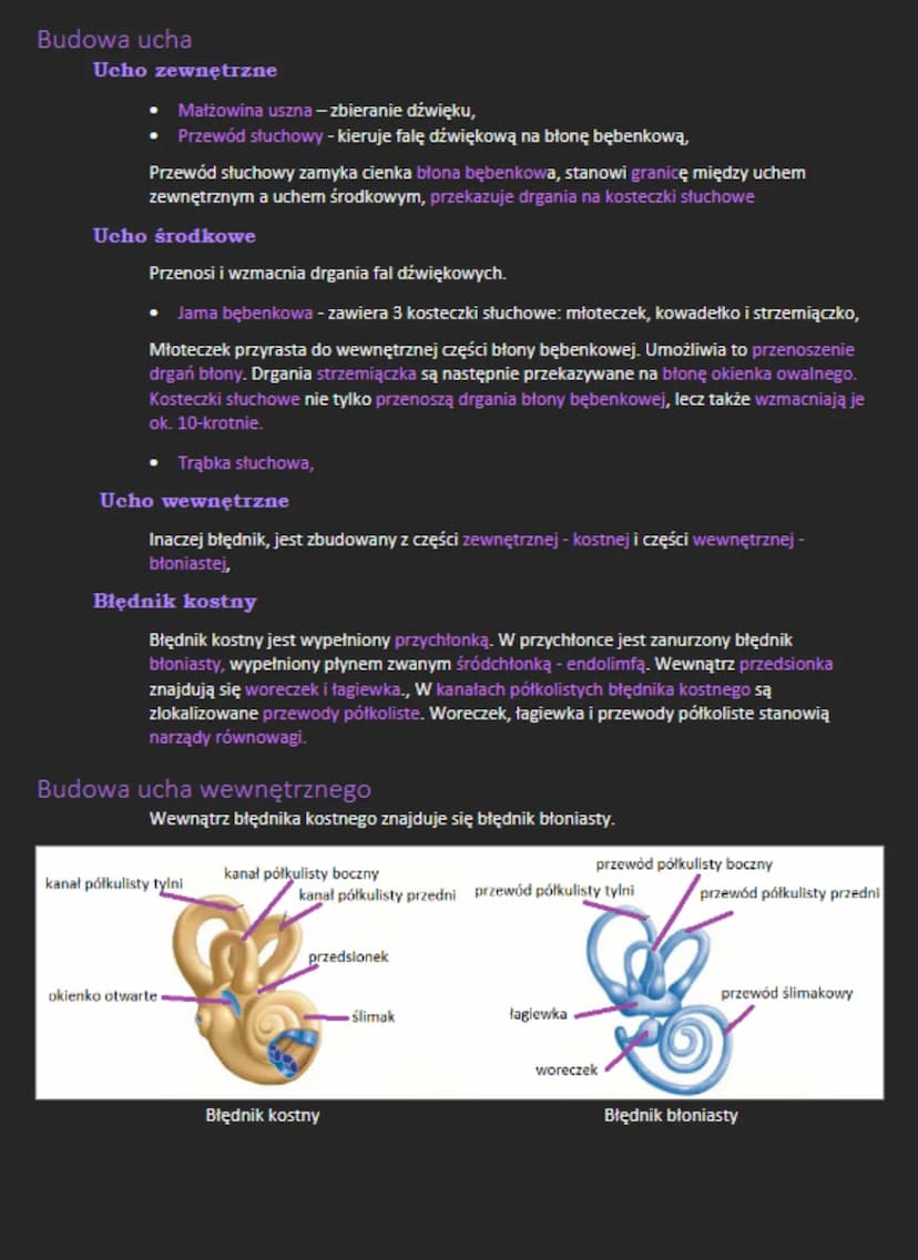 Podział receptorów ze względu na miejsce pochodzenia
Eksteroreceptory
• Odbierają bodźce pochodzące ze środowiska zewnętrznego,
Interorecept