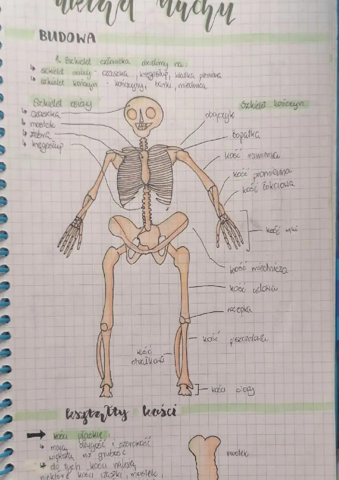 Układ Ruchu – Notatka dla Licealistów