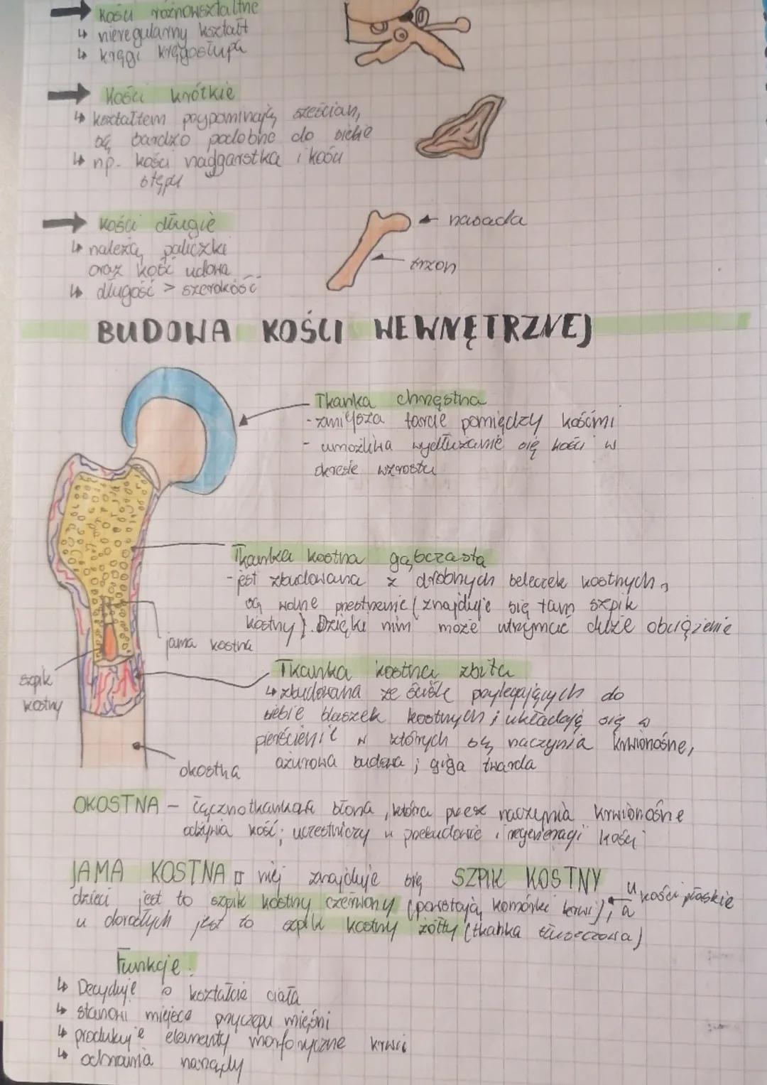 ruchu
BUDOWA
1. Bx kicket człowieka dxielimy na:
↳szkieletoniowy - czaszka, kręgosłup, klatka piersiona
16xkielet kończyn. kończyny, barki, 