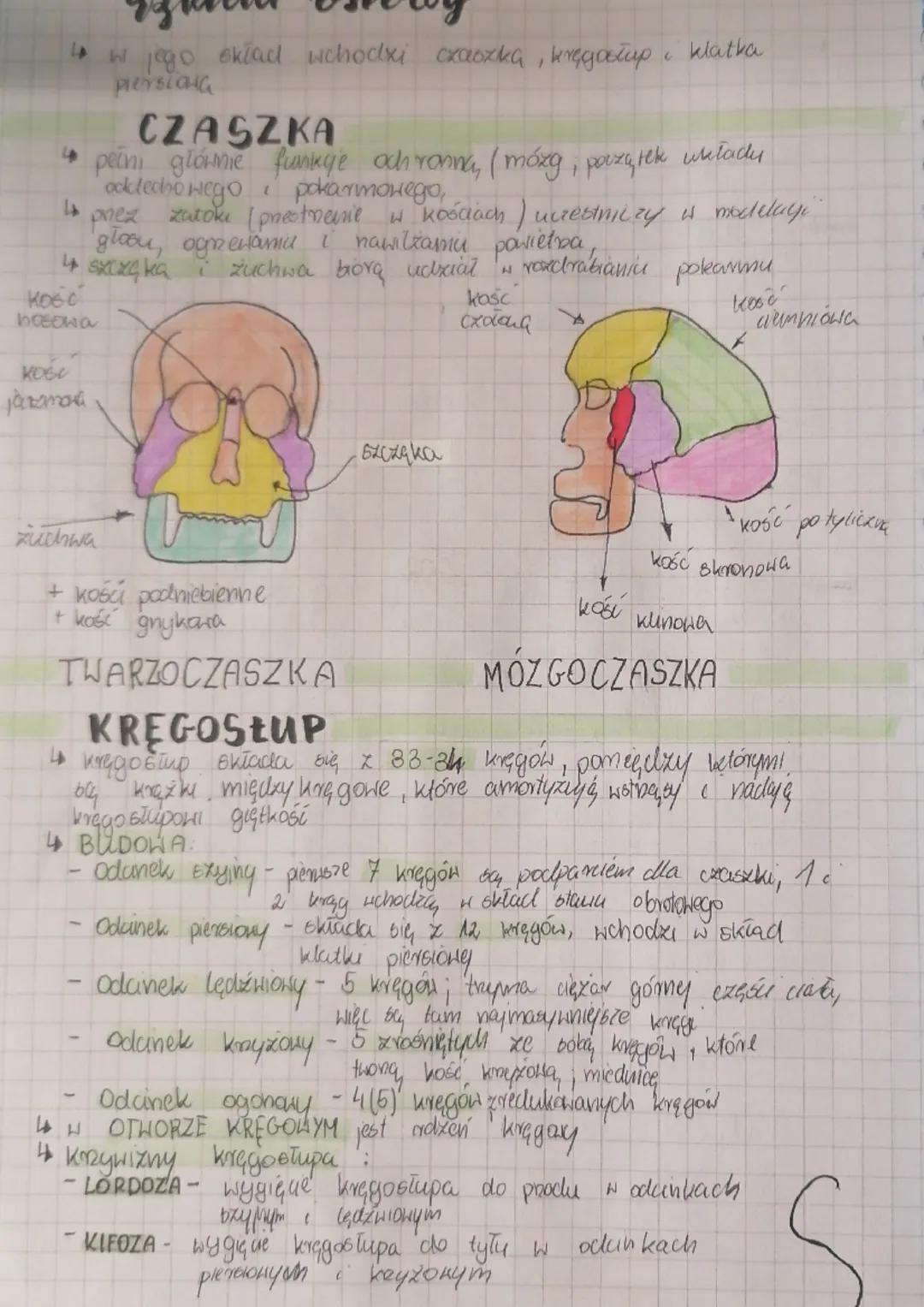 ruchu
BUDOWA
1. Bx kicket człowieka dxielimy na:
↳szkieletoniowy - czaszka, kręgosłup, klatka piersiona
16xkielet kończyn. kończyny, barki, 