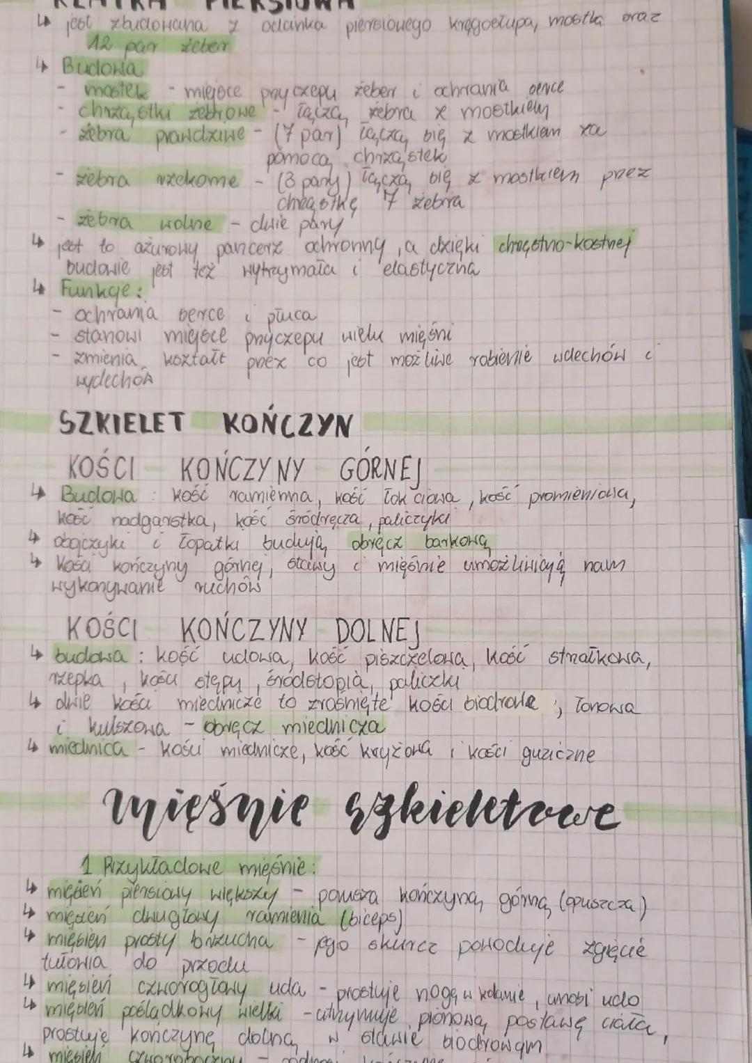 ruchu
BUDOWA
1. Bx kicket człowieka dxielimy na:
↳szkieletoniowy - czaszka, kręgosłup, klatka piersiona
16xkielet kończyn. kończyny, barki, 