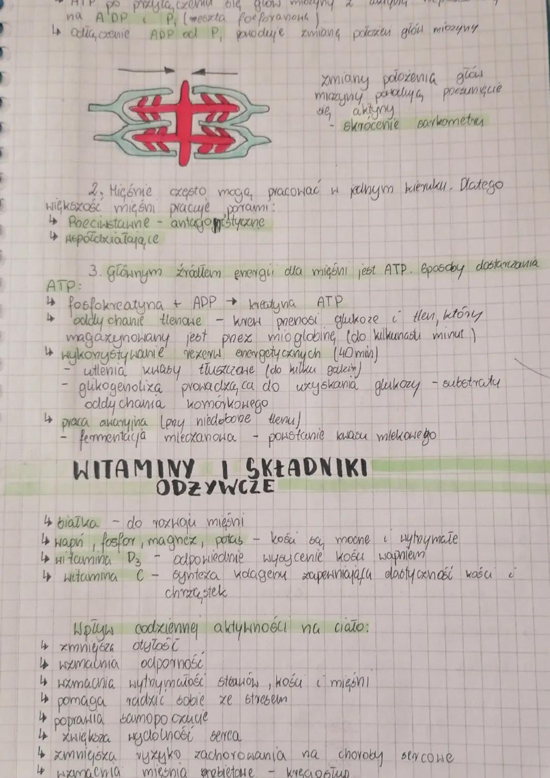 ruchu
BUDOWA
1. Bx kicket człowieka dxielimy na:
↳szkieletoniowy - czaszka, kręgosłup, klatka piersiona
16xkielet kończyn. kończyny, barki, 