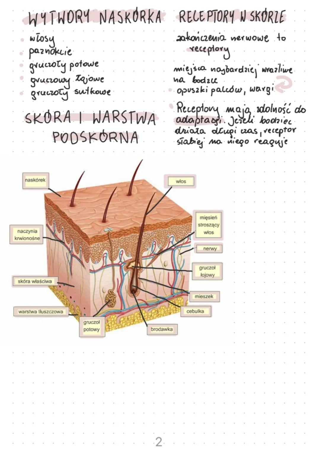 Budowa i funkcje
skory
Funkcje skóry
ochrona przed urazami, promieniowaniem itp.
termoregulacja: pot itp.
wydalanie: Dos dnych produktów pre