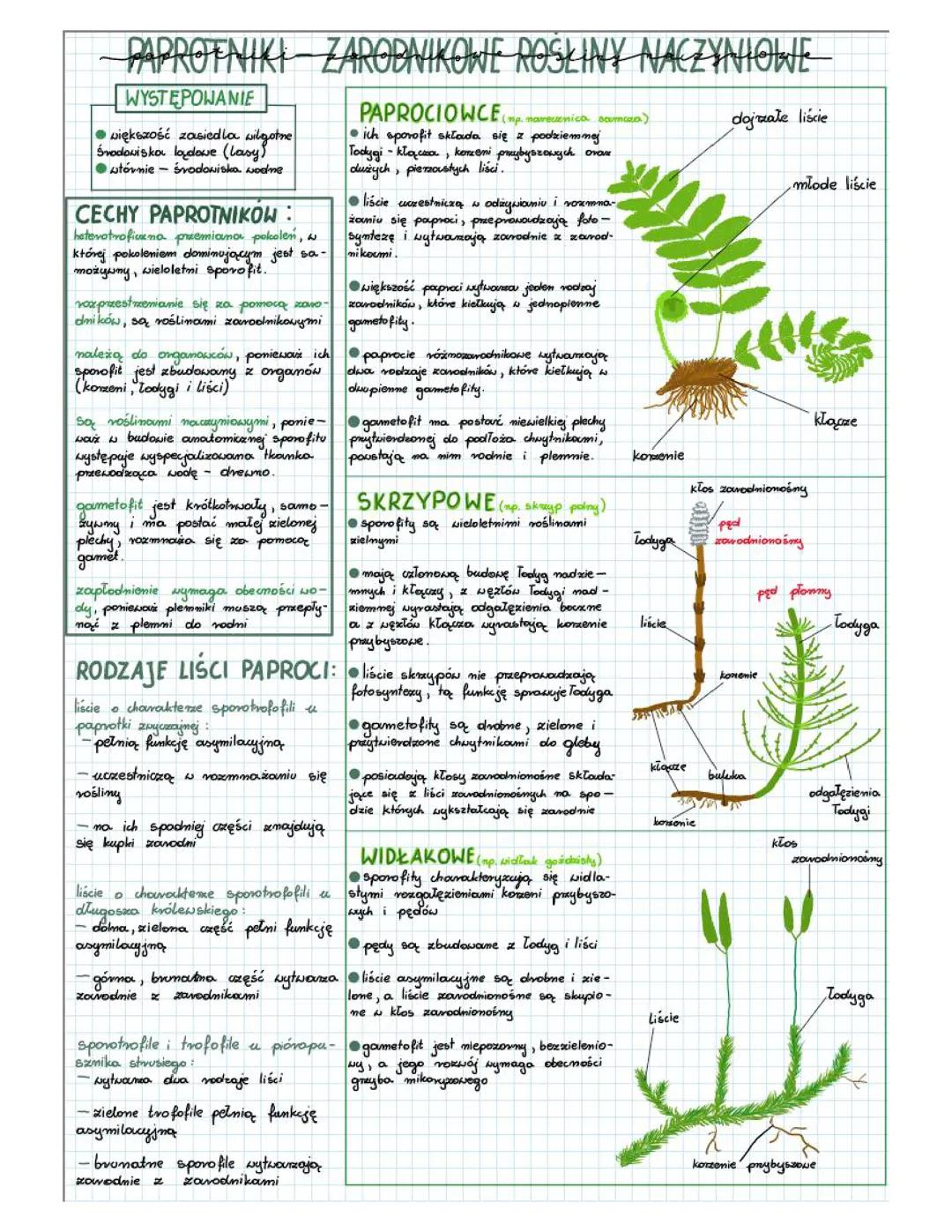 Paprotniki: Zarodnikowe Rośliny Naczyniowe W Szkole
