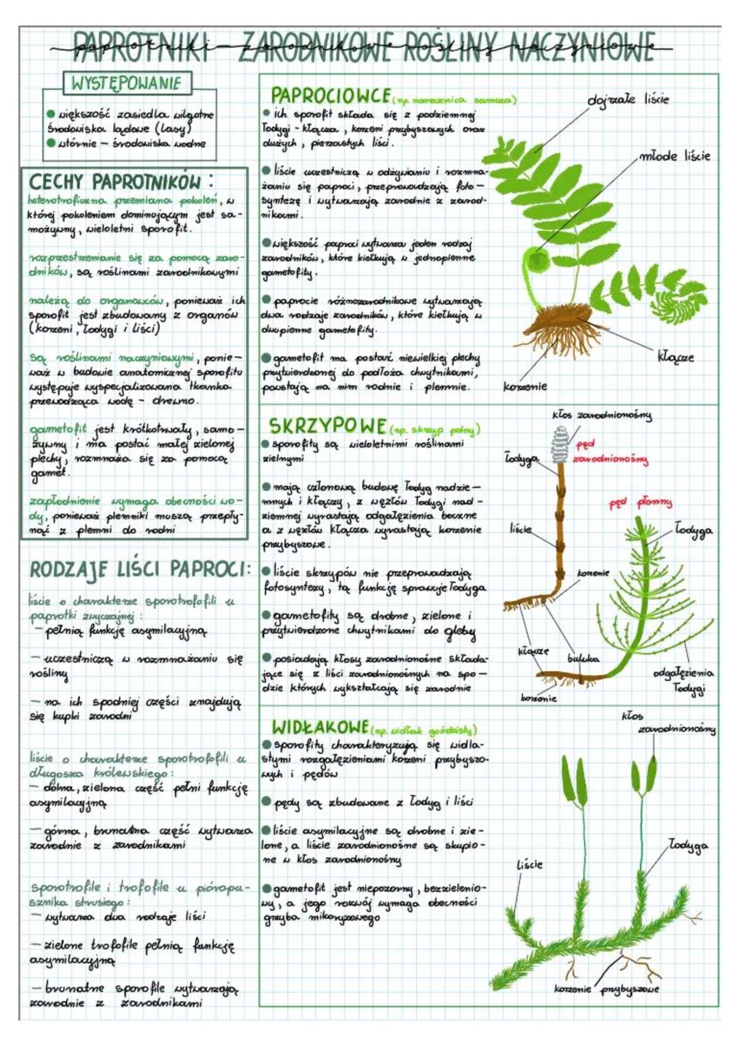 PAPROTNIKI ZAROBNIKOWE ROŚLINY NACZYNIOWE
WYSTĘPOWANIE
większość zasiedla wilgotne
Środowisko ladowe (lasy)
utóvnie-środowiska wodne
CECHY P