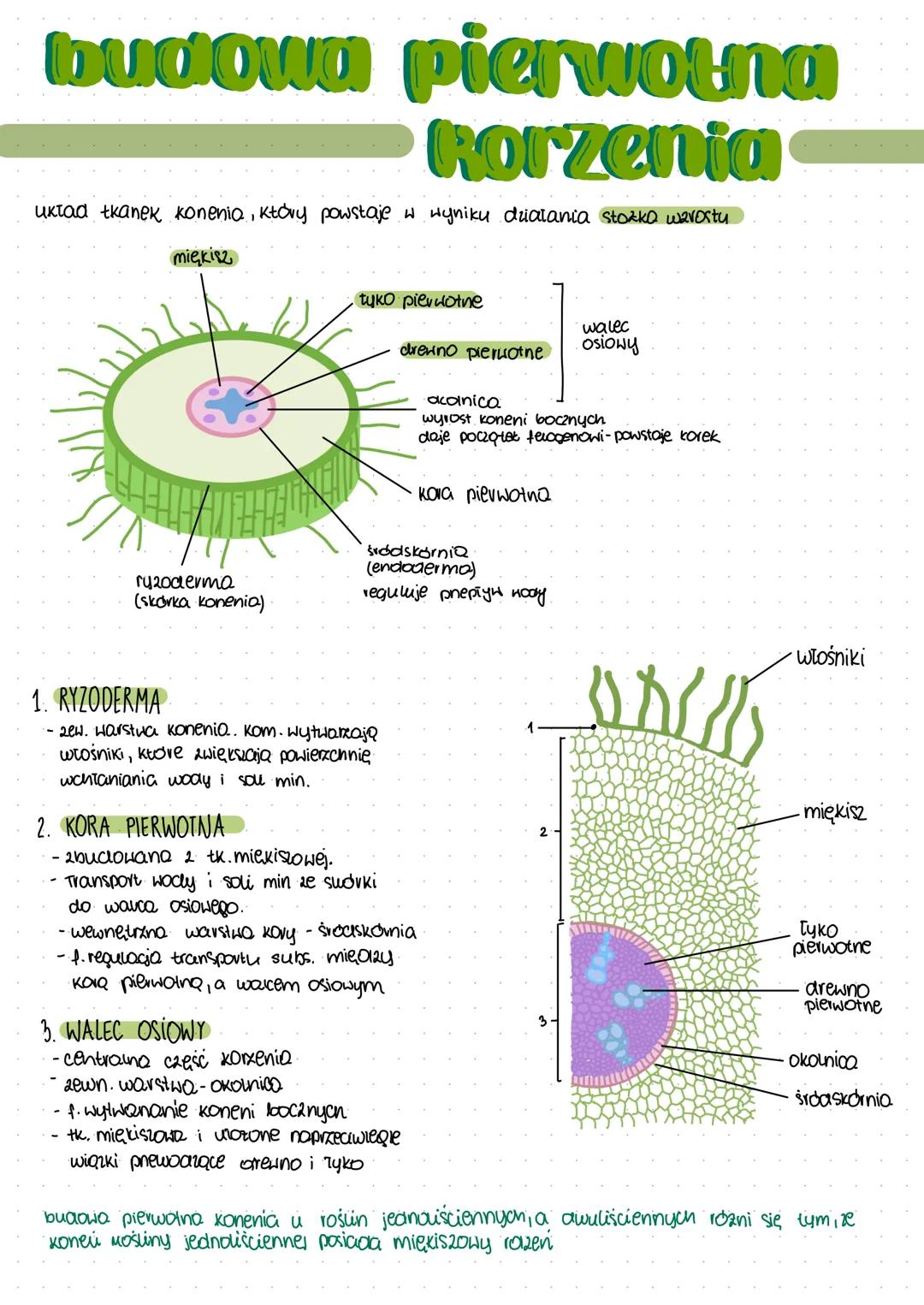# budowa Rorzenia

STREFA KORZENI BOCZNYCH
(strefa wyrosnięta)
- pokryła podskórnią (korzenie pierwotne
- pokryta korkowicą (konenie wtome).