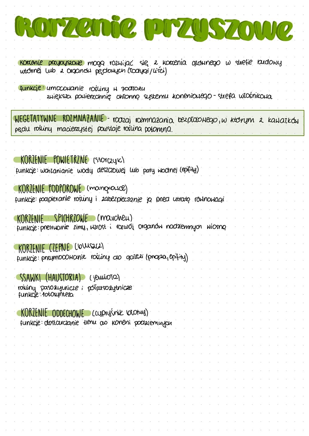 # budowa Rorzenia

STREFA KORZENI BOCZNYCH
(strefa wyrosnięta)
- pokryła podskórnią (korzenie pierwotne
- pokryta korkowicą (konenie wtome).