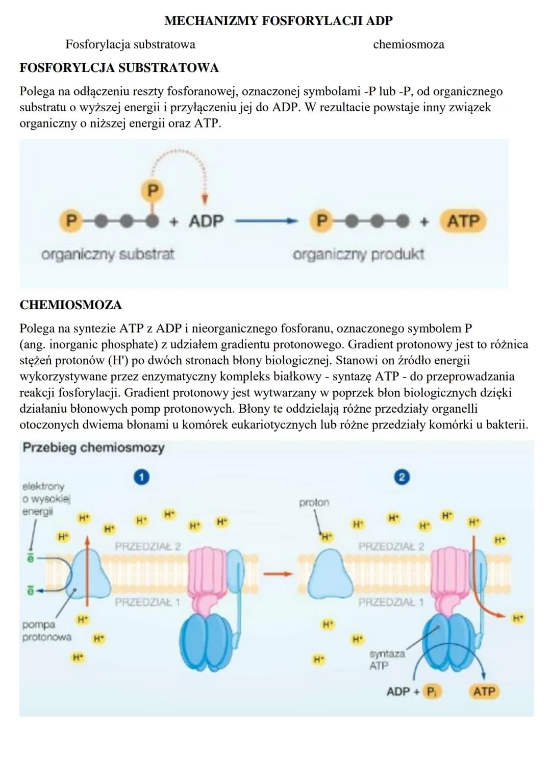 Podstawowe zasady metabolizmu
METABOLIZM – jest to szereg zależnych od siebie przemian chemicznych i energetycznych
zachodzących w żywych ko