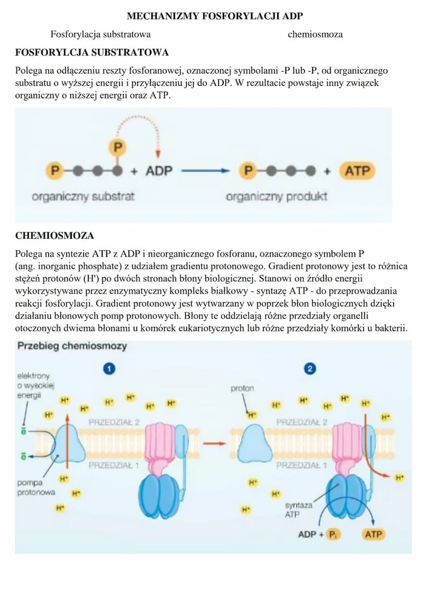 Podstawowe zasady metabolizmu
METABOLIZM – jest to szereg zależnych od siebie przemian chemicznych i energetycznych
zachodzących w żywych ko