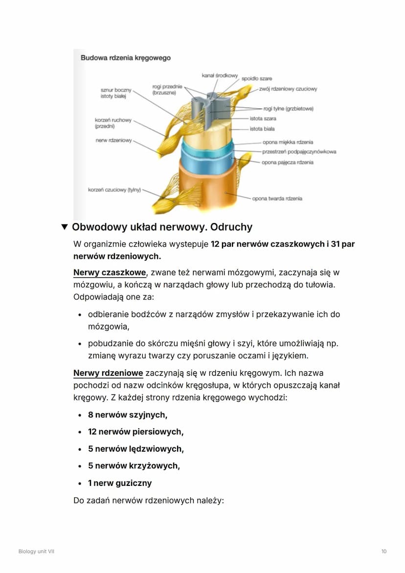 Biology unit VII
Biology unit VII
▼ Układ hormonalny
!
Układ hormonalny składa się z gruczołów dokrewnych.
Wydzielają one hormony, czyli zwi
