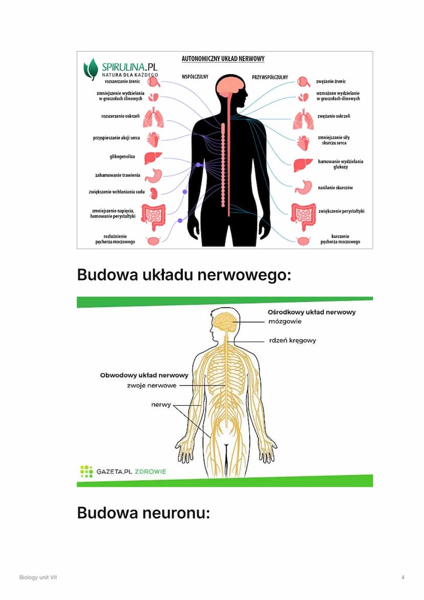 Biology unit VII
Biology unit VII
▼ Układ hormonalny
!
Układ hormonalny składa się z gruczołów dokrewnych.
Wydzielają one hormony, czyli zwi
