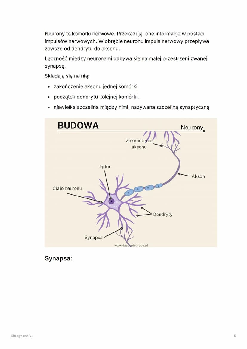 Biology unit VII
Biology unit VII
▼ Układ hormonalny
!
Układ hormonalny składa się z gruczołów dokrewnych.
Wydzielają one hormony, czyli zwi