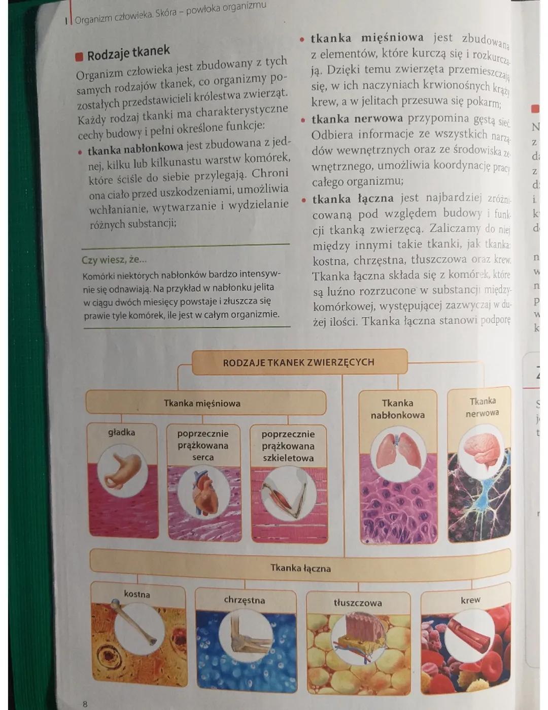 Najważniejsze Punkty z Klasy 6: Tkanki