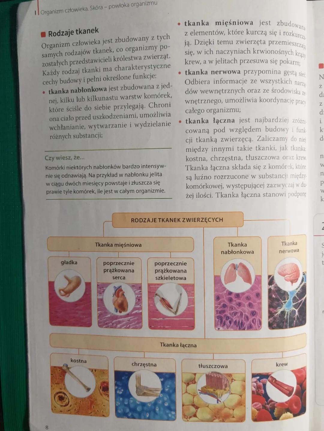 Organizm człowieka. Skóra - powłoka organizmu
Rodzaje tkanek
Organizm człowieka jest zbudowany z tych
samych rodzajów tkanek, co organizmy p
