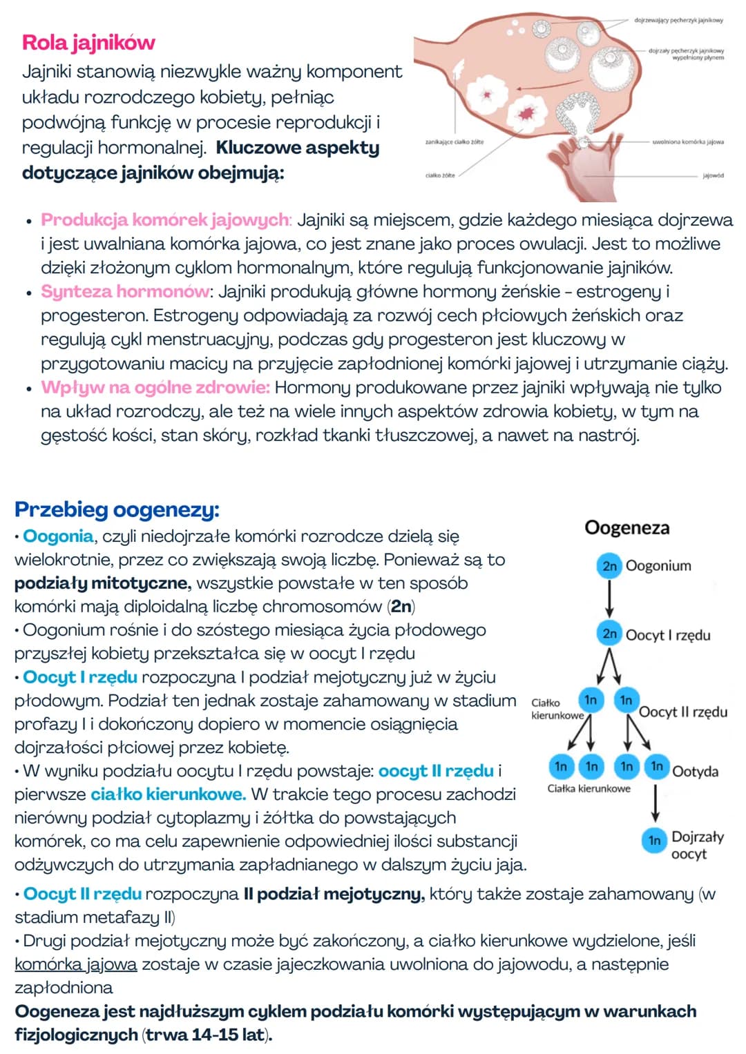 --- OCR Start ---
rozmnażanie i rozwój
Układ rozrodczy męski
Narządy płciowe to struktury anatomiczne, pełniące ważną funkcję w
rozdłości i 
