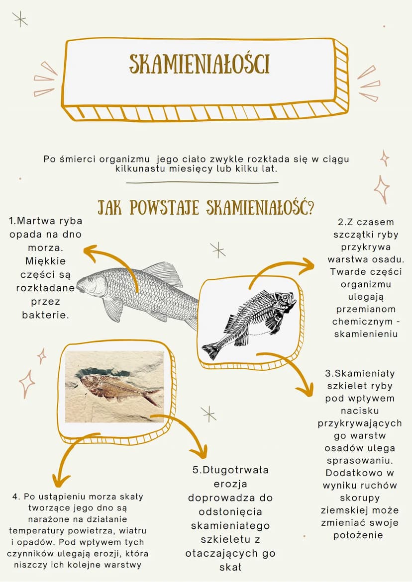 100
ŹRÓDŁA WIEDZY O
EWOLUCJI
JEST TO PROCES STOPNIOWYCH ZMIAN BUDOWY CIAŁA, SPOSOBU
ŻYCIA, UPODOBAŃ POKARMOWYCH LUB INNYCH CECH
GATUNKOWYCH,