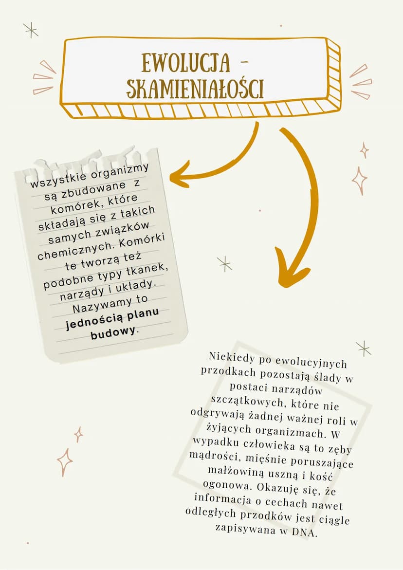 100
ŹRÓDŁA WIEDZY O
EWOLUCJI
JEST TO PROCES STOPNIOWYCH ZMIAN BUDOWY CIAŁA, SPOSOBU
ŻYCIA, UPODOBAŃ POKARMOWYCH LUB INNYCH CECH
GATUNKOWYCH,