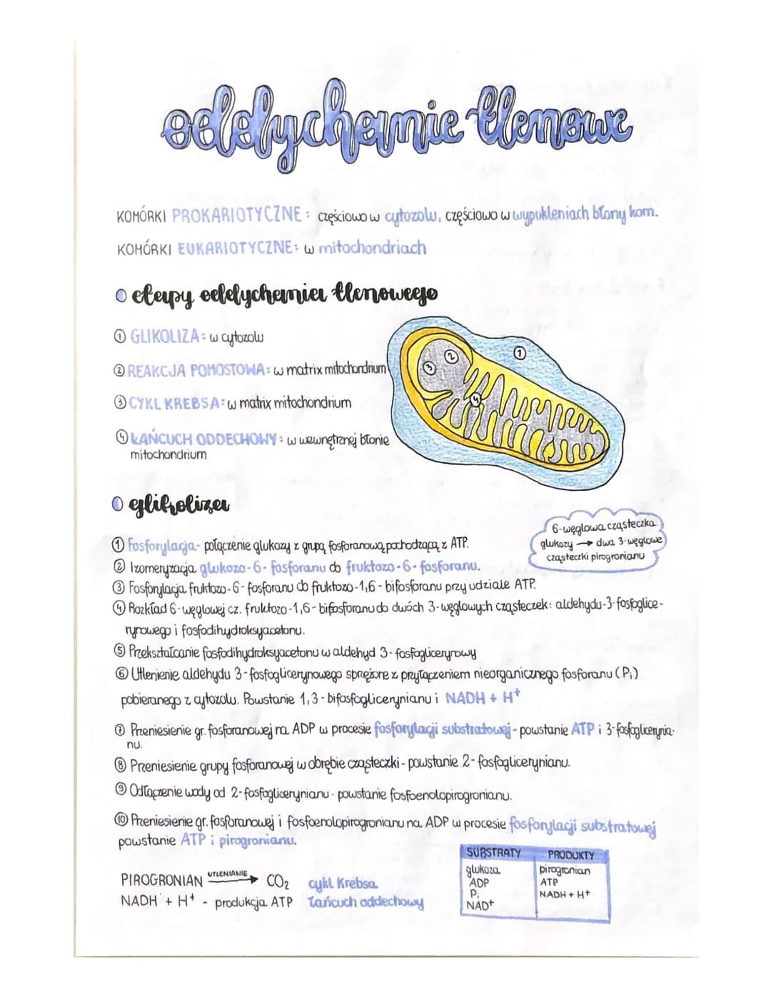 ocelychesnie-Honser
KOMÓRKI PROKARIOTYCZNE częściowo w cytozolu, częściowo w wypukleniach blony kom.
KOMÓRKI EUKARIOTYCZNE: w mitochondriach