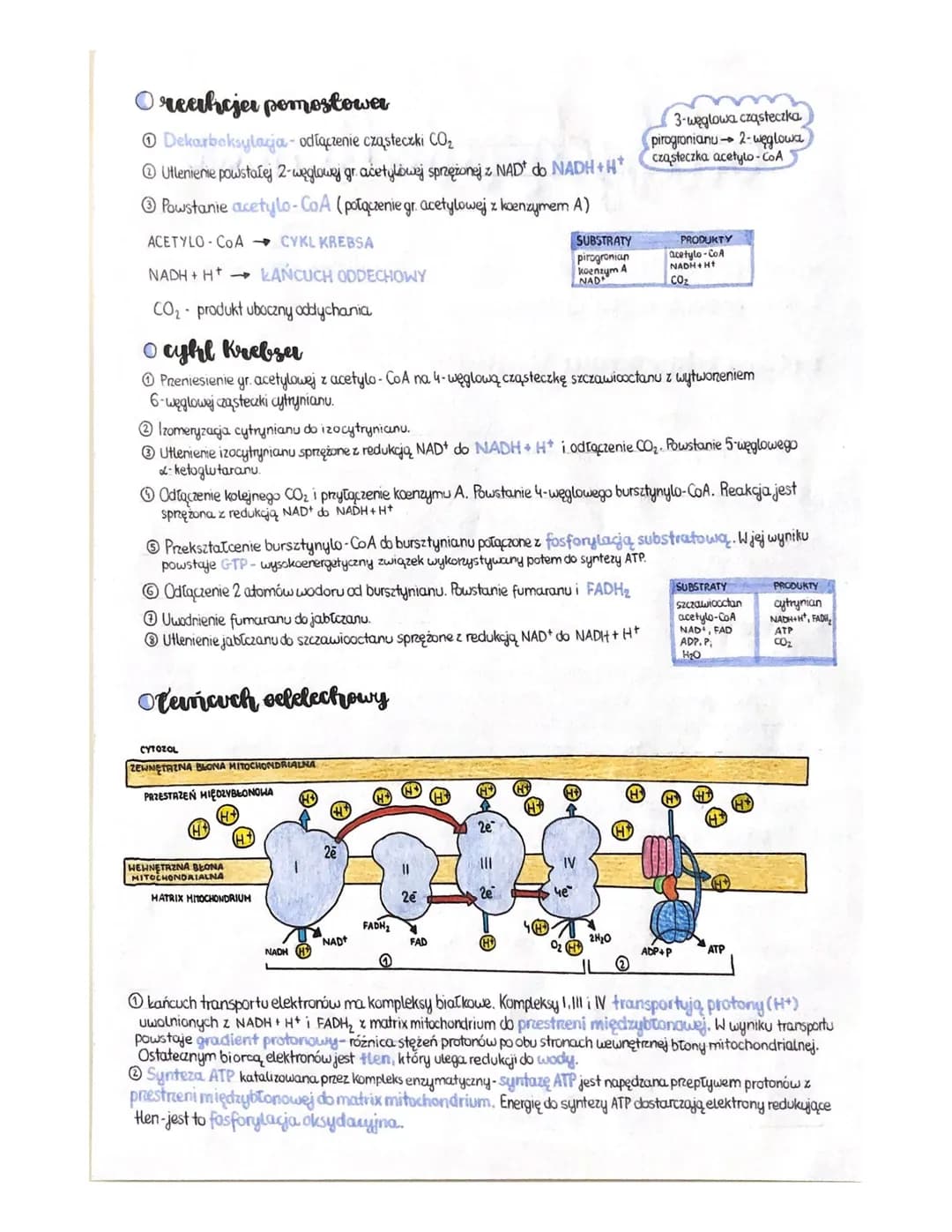 ocelychesnie-Honser
KOMÓRKI PROKARIOTYCZNE częściowo w cytozolu, częściowo w wypukleniach blony kom.
KOMÓRKI EUKARIOTYCZNE: w mitochondriach