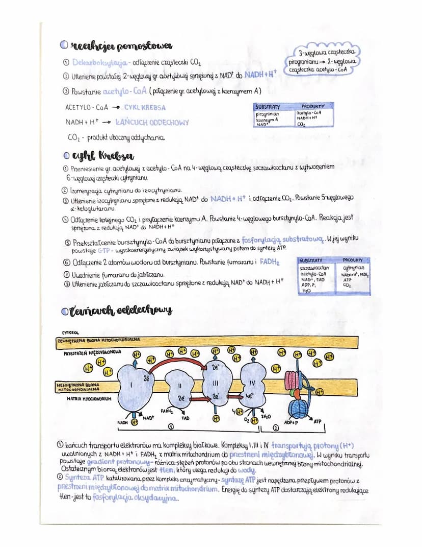 ocelychesnie-Honser
KOMÓRKI PROKARIOTYCZNE częściowo w cytozolu, częściowo w wypukleniach blony kom.
KOMÓRKI EUKARIOTYCZNE: w mitochondriach