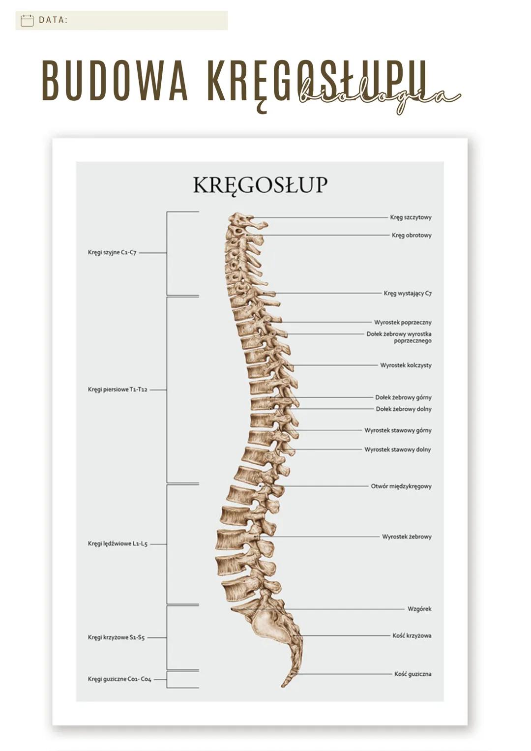 DATA:

# BUDOWA KRĘGOSŁUP Ua

Kręgi szyjne C1-C7

Kręgi piersiowe T1-T12

Kręgi lędźwiowe L1-L5

Kręgi krzyżowe S1-55

# KRĘGOSŁUP

Kręg szc