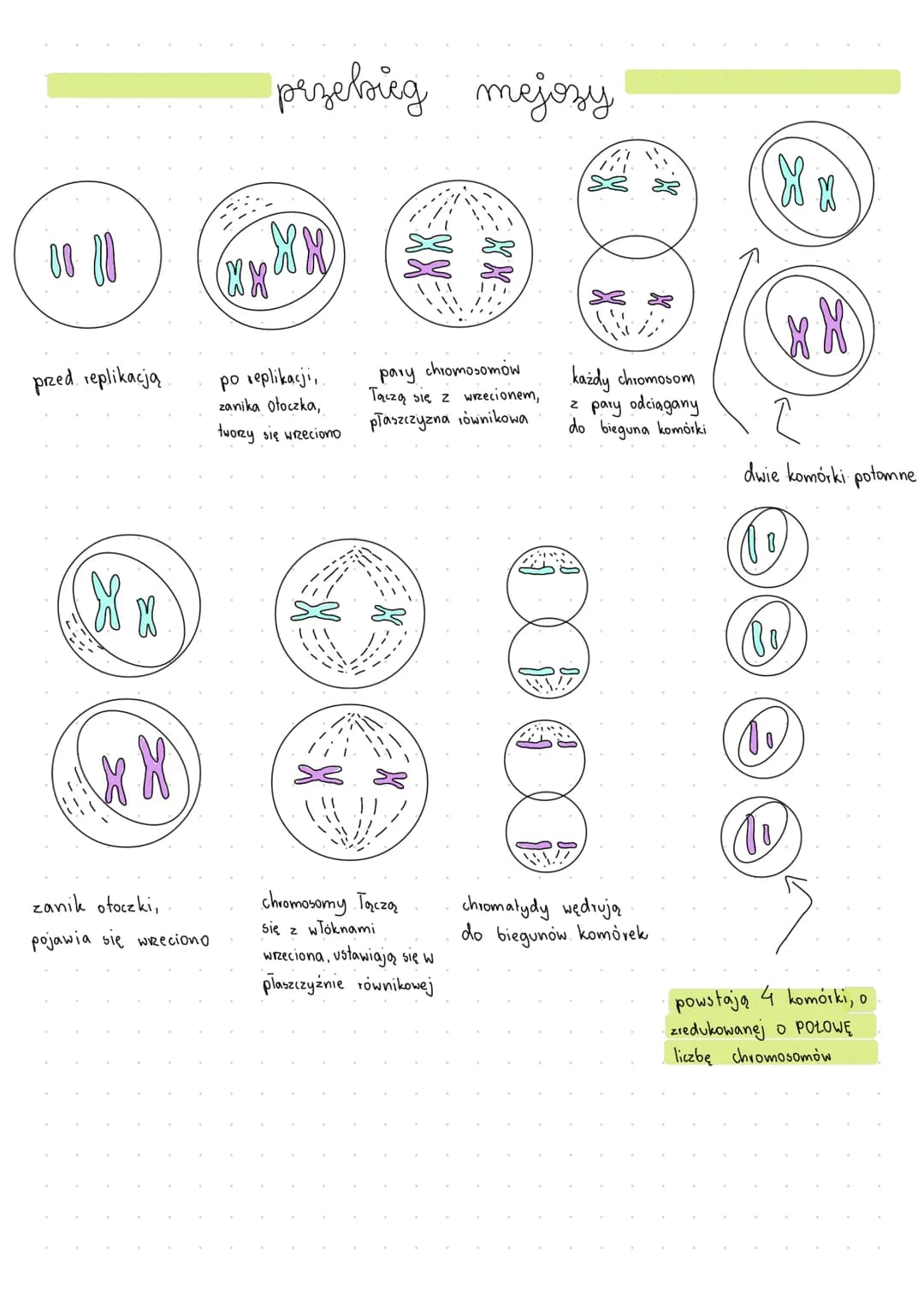 Podzialy komórkowe
chromosomy homologiczne- pary chromosomów, z których jeden pochodzi od matki, a drugi od ojca,
charakteryzujące się ident