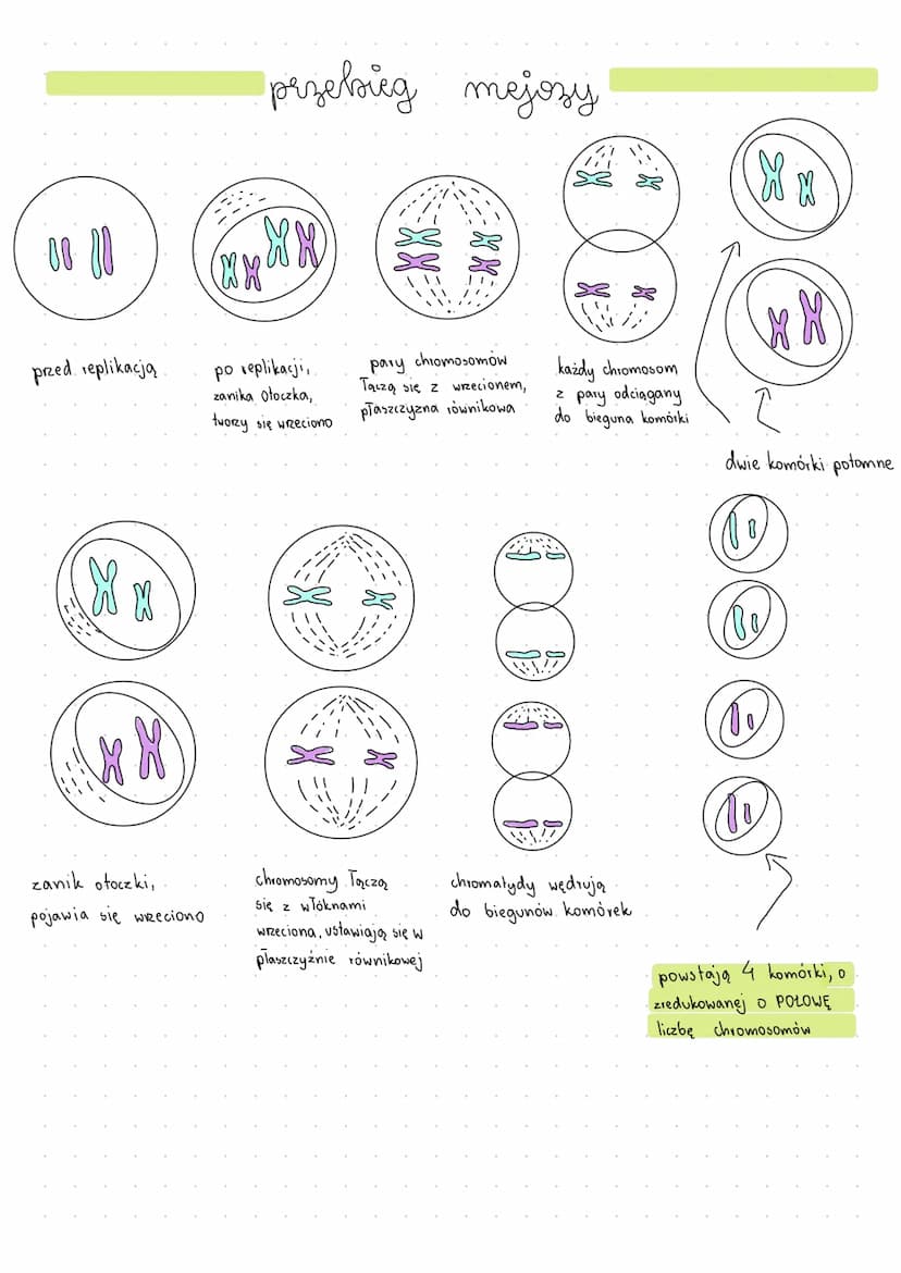 Podzialy komórkowe
chromosomy homologiczne- pary chromosomów, z których jeden pochodzi od matki, a drugi od ojca,
charakteryzujące się ident