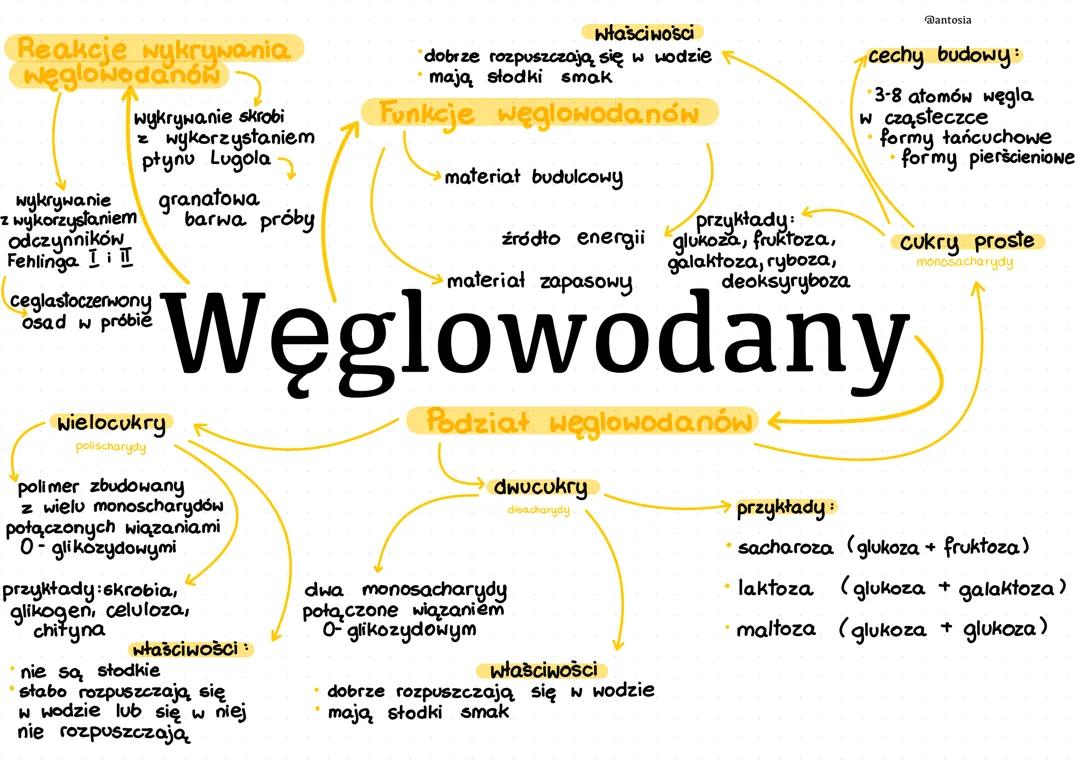 Węglowodany - Kluczowe informacje biologiczne