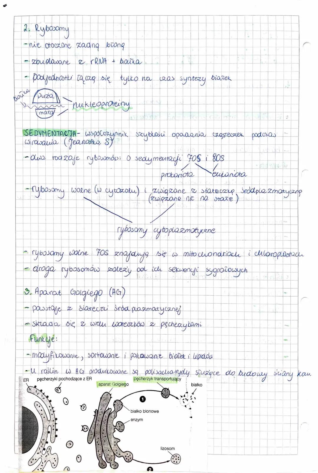 7. 03. 20221.

struktung komórkowe oloozane
jeang buong iі двохошу

ER scrot
1. Siateczie śród plazmatyczna (reticulum endoplazmayorne)
- po