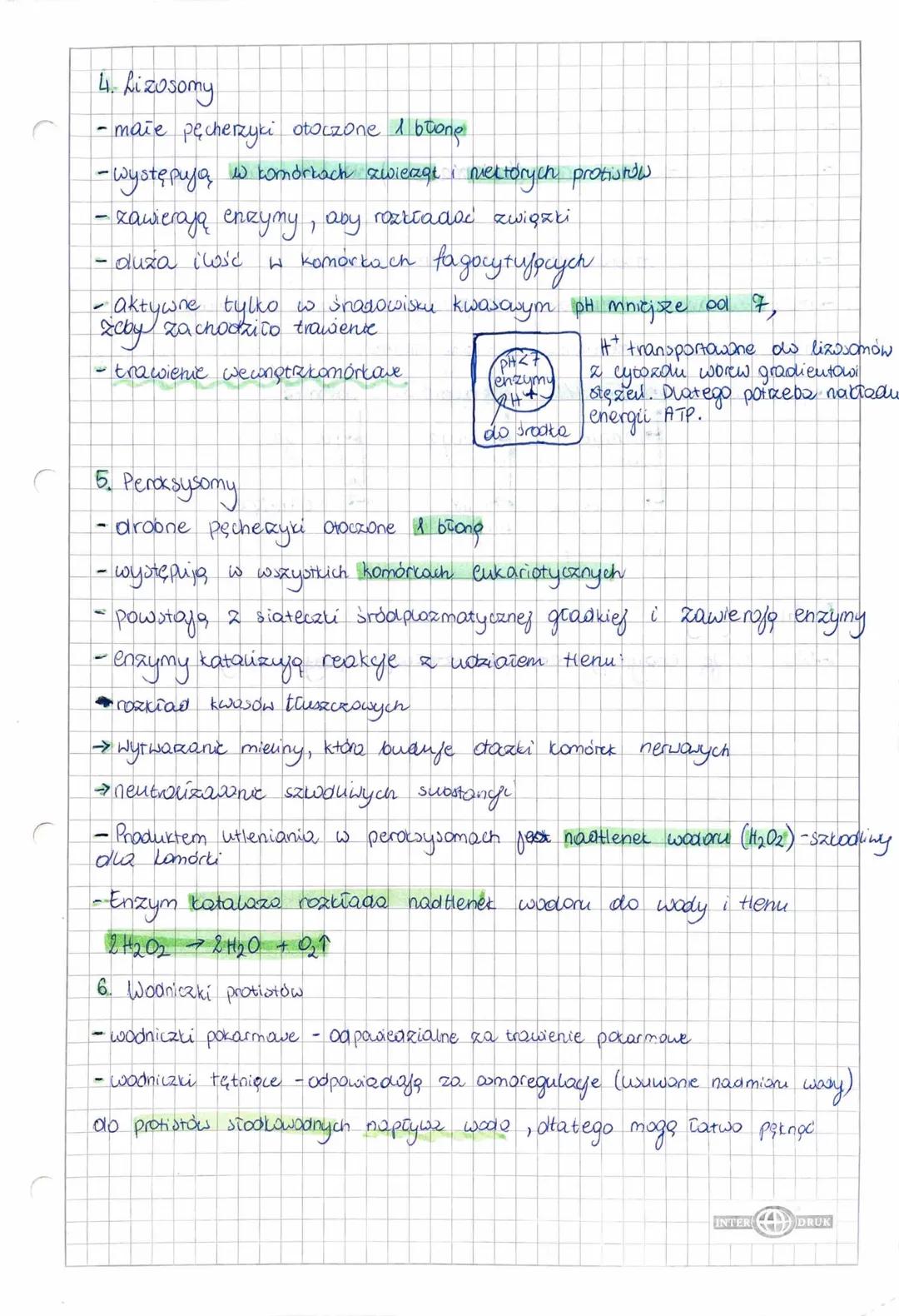 7. 03. 20221.

struktung komórkowe oloozane
jeang buong iі двохошу

ER scrot
1. Siateczie śród plazmatyczna (reticulum endoplazmayorne)
- po