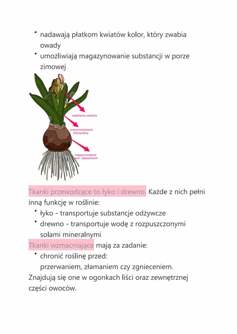 Biologia
Temat: Tkanki roślinne
Tkanki roślinne dzielimy na:
tkanki twórcze
tkanki stałe
Tkanki stałe dzielimy na:
●
* okrywające,
* miękisz