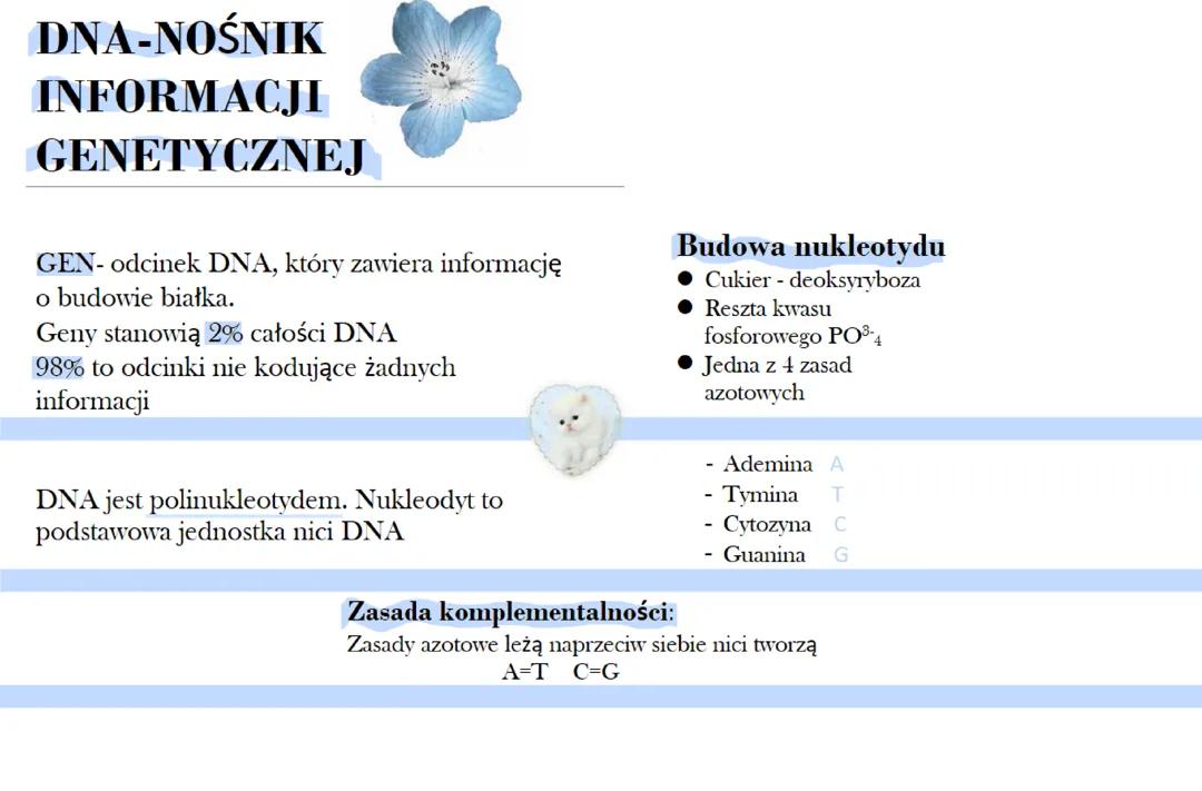 DNA jako nośnik informacji genetycznej