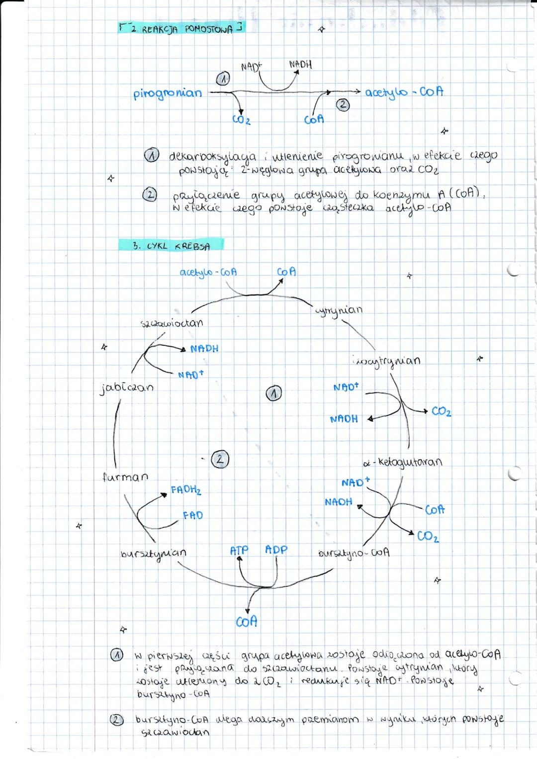 ☆
A
LoOddychanie Henowe zachodzi u większosca organizmow
eukariotycznych oraz u niektórych prokariotycznych
LoW komorce eukariotycznej lapy 