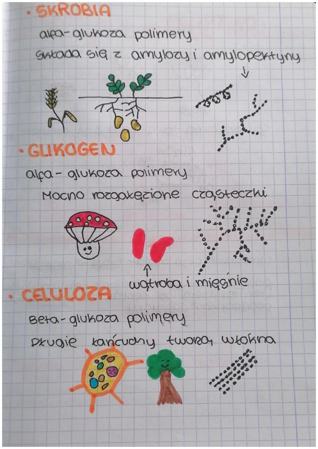 MONOSACHARYDY
•Mają od 3 do 7 atomow
wegia w cząsteczce
•Charakteryzują się
obecnoscia grupy
tarboks. oraz kilku
grup hydroksylowych
•
Dobne