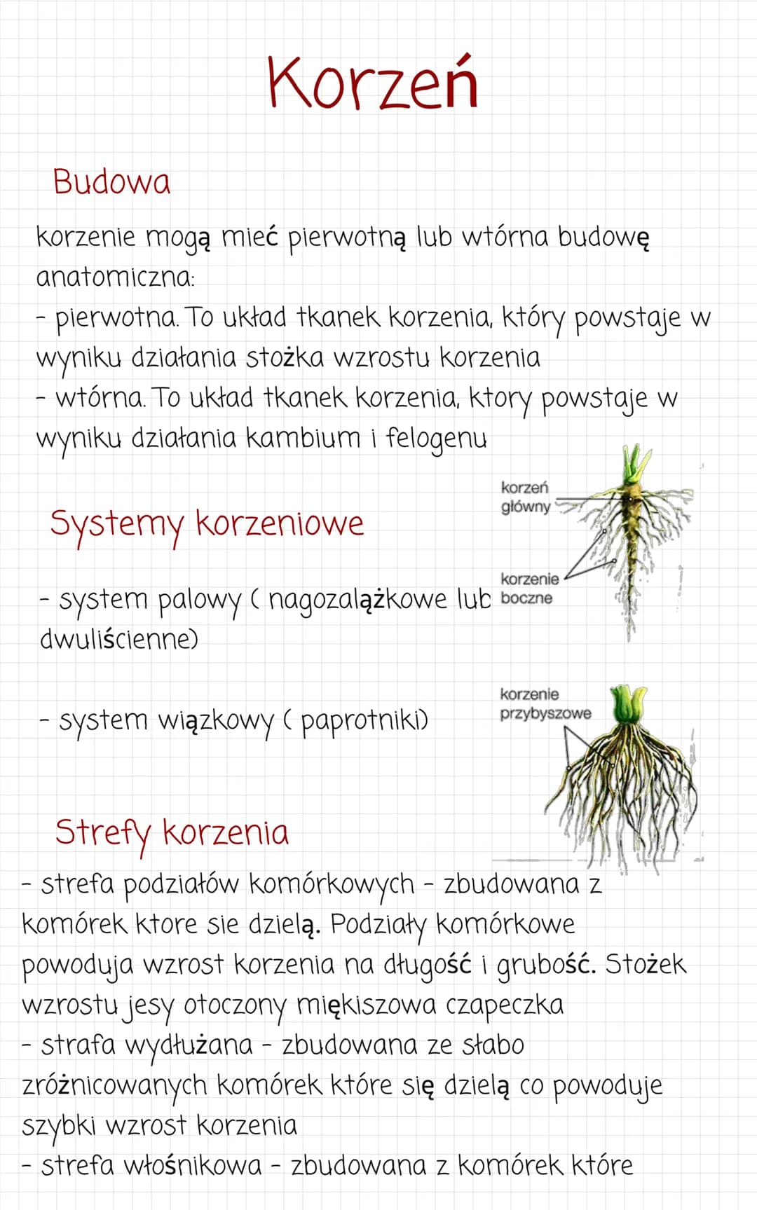 Korzeń
Budowa
korzenie mogą mieć pierwotną lub wtórna budowę
anatomiczna:
- pierwotna. To układ tkanek korzenia, który powstaje w
wyniku dzi