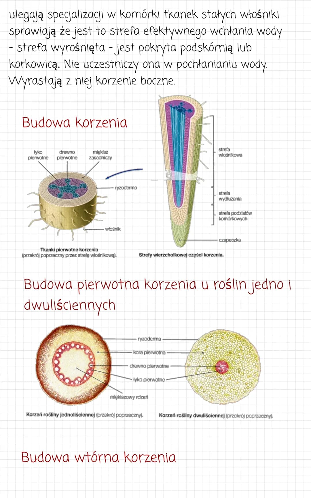 Korzeń
Budowa
korzenie mogą mieć pierwotną lub wtórna budowę
anatomiczna:
- pierwotna. To układ tkanek korzenia, który powstaje w
wyniku dzi