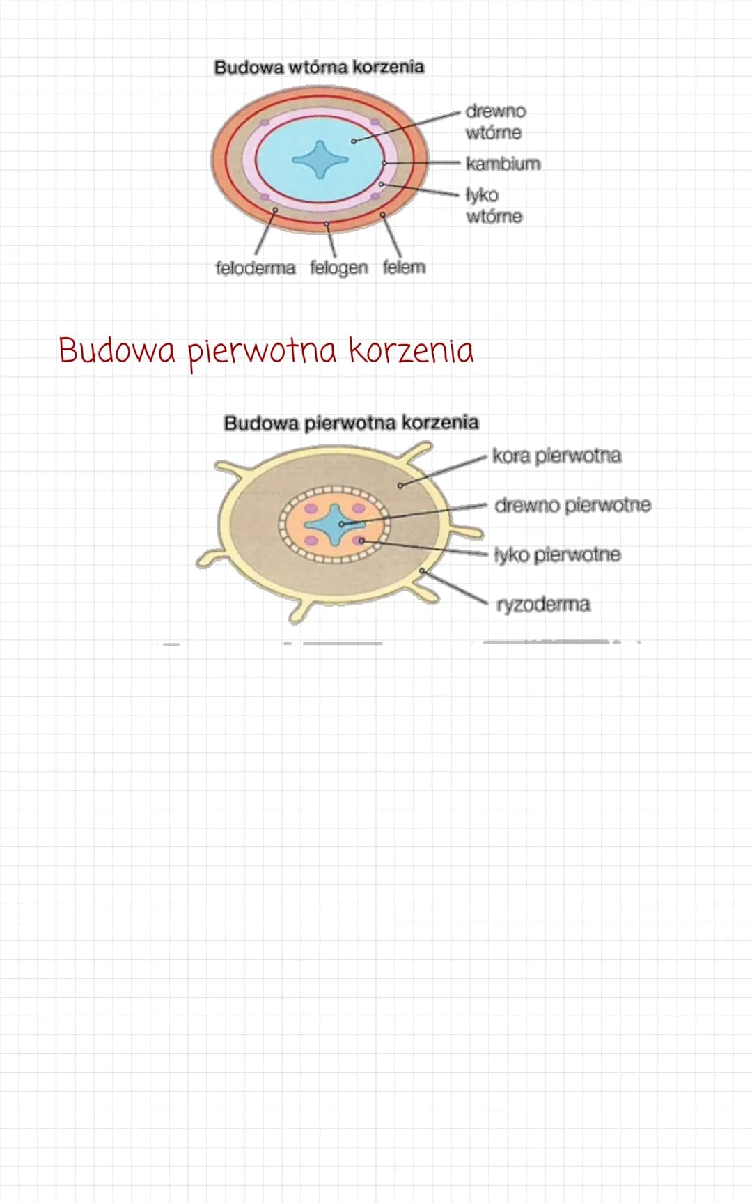 Korzeń
Budowa
korzenie mogą mieć pierwotną lub wtórna budowę
anatomiczna:
- pierwotna. To układ tkanek korzenia, który powstaje w
wyniku dzi