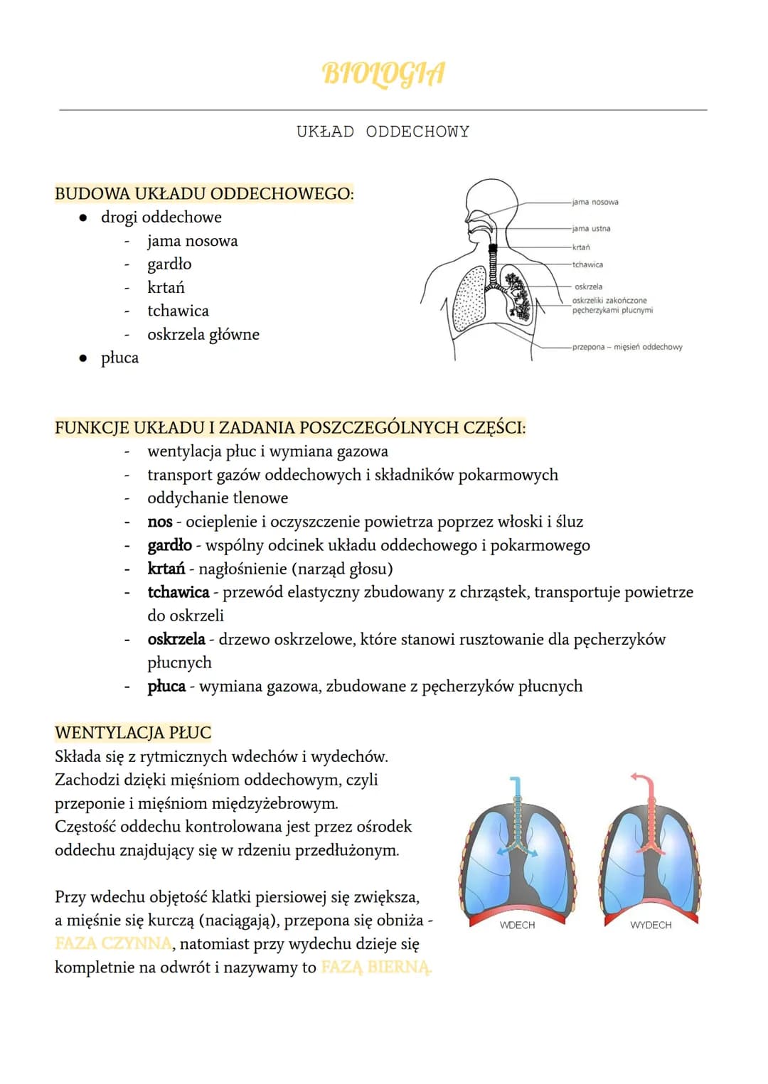 -
BUDOWA UKŁADU ODDECHOWEGO:
● drogi oddechowe
• płuca
jama nosowa
gardło
krtań
-
BIOLOGIA
tchawica
oskrzela główne
UKŁAD ODDECHOWY
FUNKCJE 