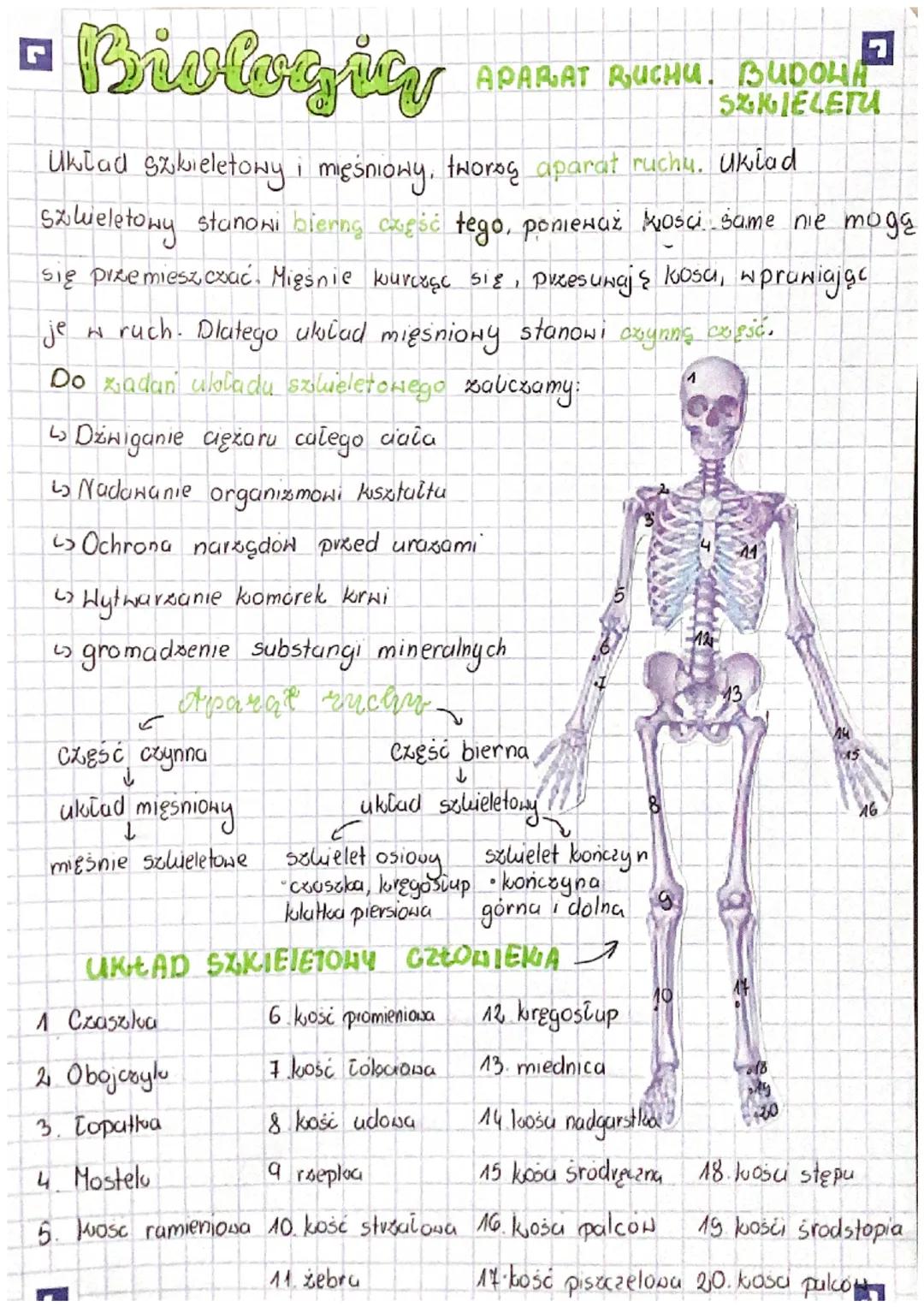 Biologica
Uklad szkieletowy i mięśniowy, tworks aparat ruchy. Uklad
Szkieletowy stanowi biering część tego, ponieważ kości same nie mogą
się