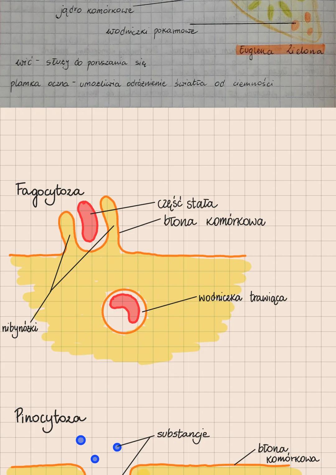 Klasyfikacja organizmów

DOMENA

KRÓLESTWO

GROMADA/TYP

KLASA /GROMADA

RZĄD

RODZINA

RODZAJ

GATUNEK

Organizmy prokanotyczne - bakterie 
